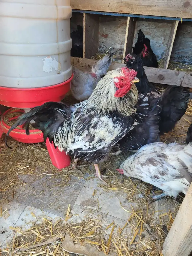 2 Roosters Available!