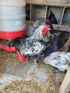 2 Roosters Available!
