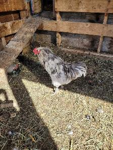 2 Roosters Available! - Photo 2