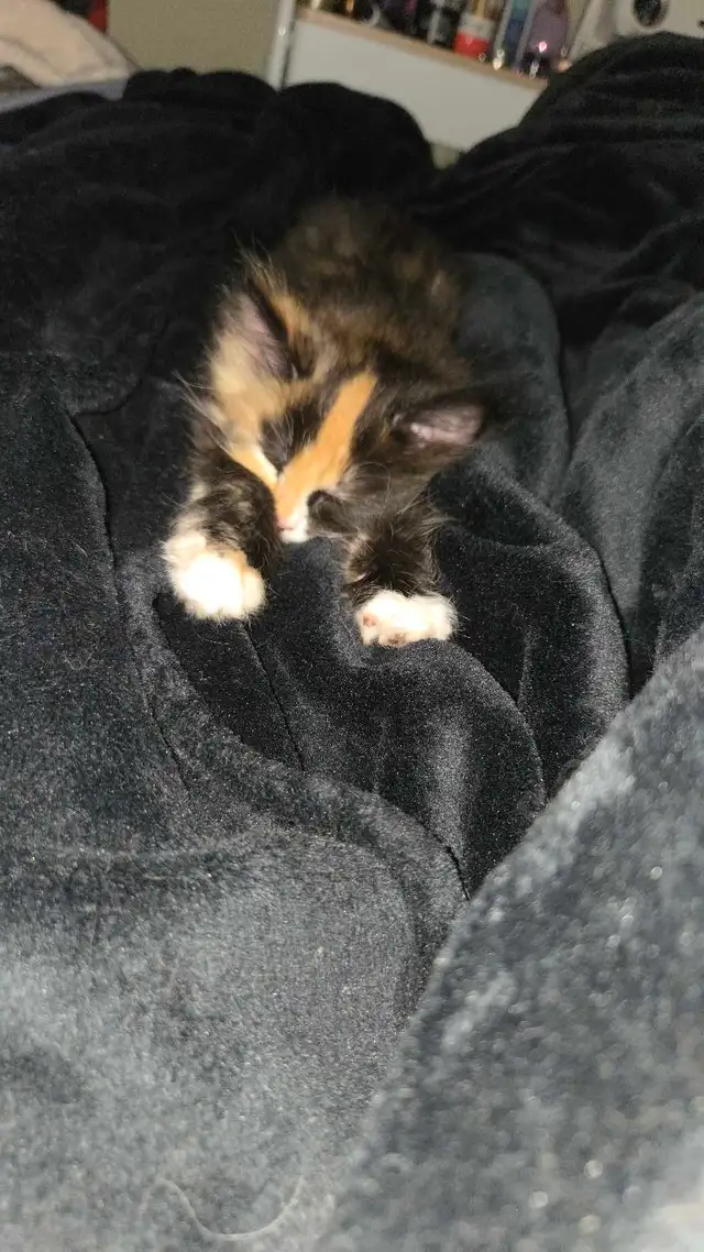 calico kitten