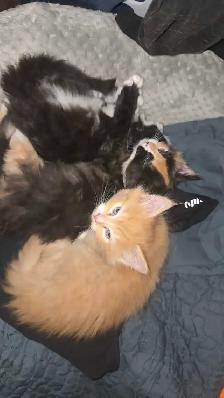 calico kitten - Photo 2