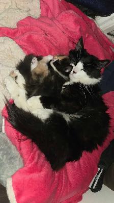 calico kitten - Photo 3