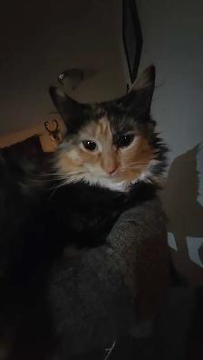 calico kitten - Photo 4