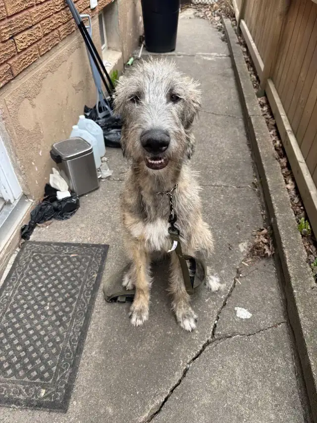 Irish Wolf Hound Puppy