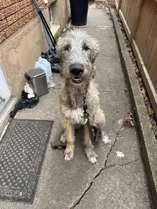 Irish Wolf Hound Puppy