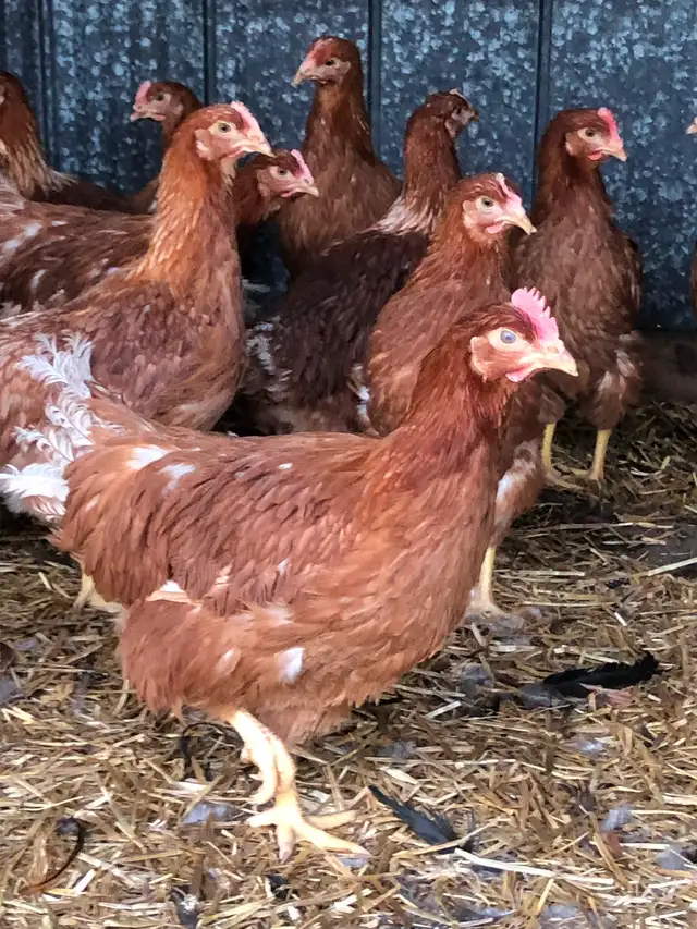 Fresh 19 week old brown lay hens