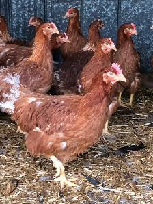 Fresh 19 week old brown lay hens