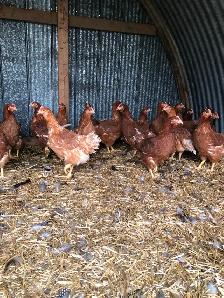Fresh 19 week old brown lay hens - Photo 2