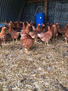 Fresh 19 week old brown lay hens - Photo 3