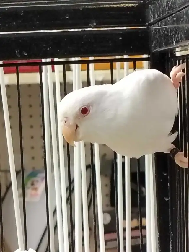 albino baby parrotlet