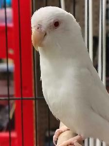 albino baby parrotlet - Photo 2