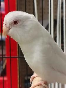 albino baby parrotlet - Photo 3