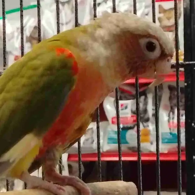 Red Factor pineapple conure