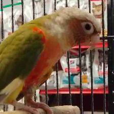 Red Factor pineapple conure