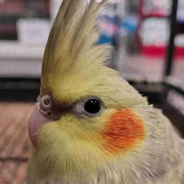 baby pied cockatiel