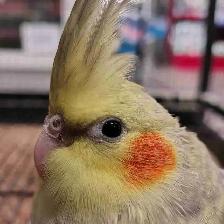 baby pied cockatiel