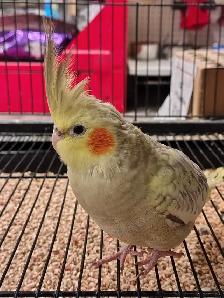 baby pied cockatiel - Photo 2