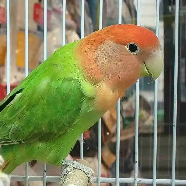 lovebird