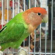 lovebird