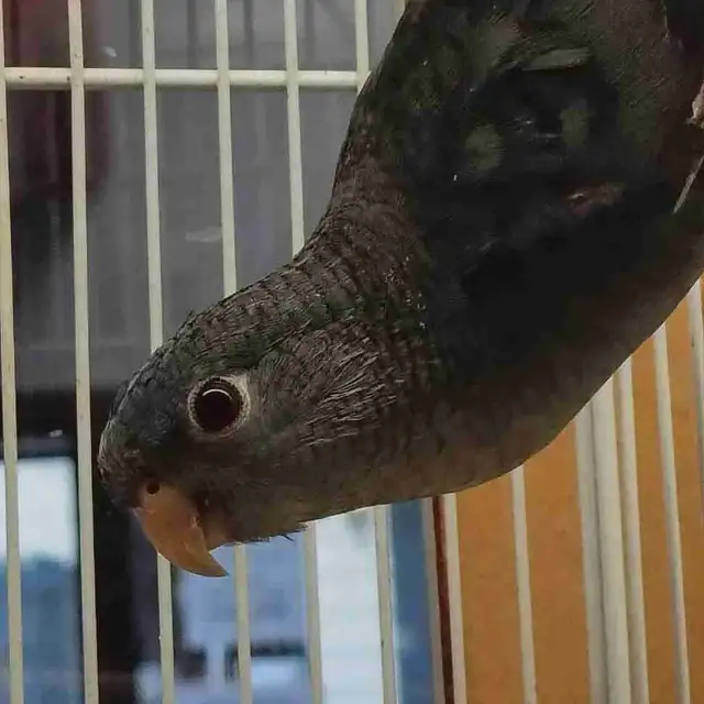 lineolated parakeet