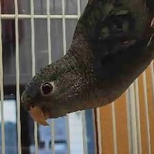 lineolated parakeet