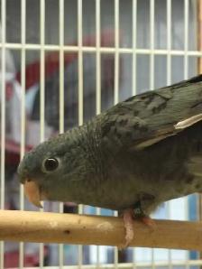 lineolated parakeet - Photo 2