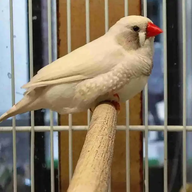 white black chick zebra finches