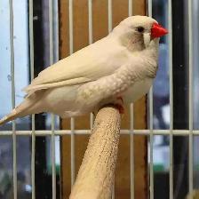 white black chick zebra finches