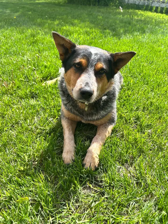 Bandit-2 year old Blue Heeler