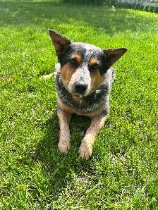 Bandit-2 year old Blue Heeler