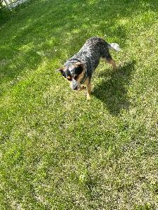 Bandit-2 year old Blue Heeler - Photo 2
