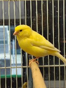 male canaries - Photo 2