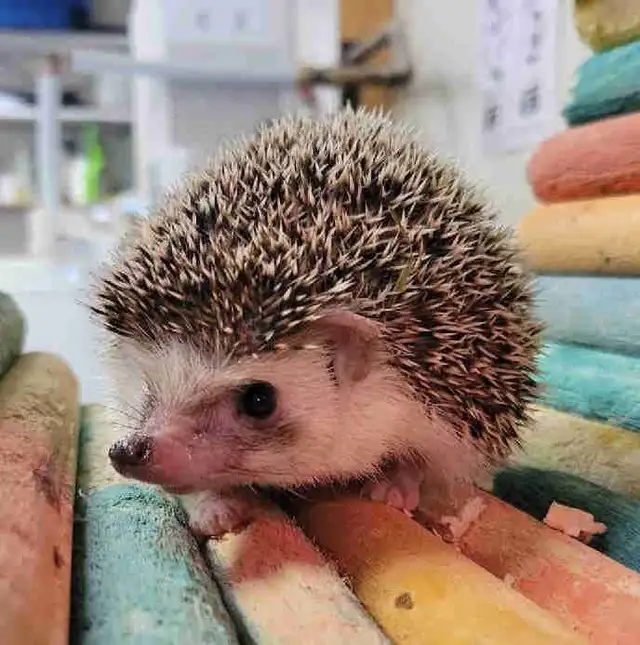 baby hedgehogs