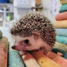 baby hedgehogs