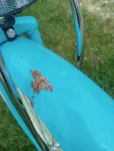 Woman's 26' beach cruiser tire pump and matching helmet - Photo 7