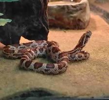 baby corn snake