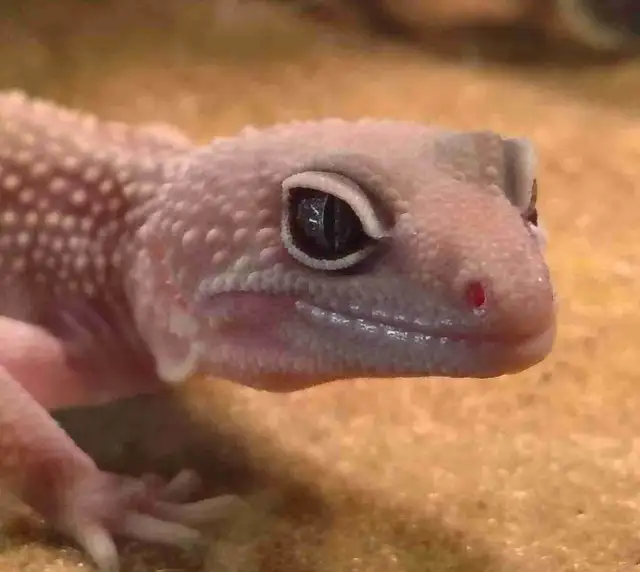 baby leopard geckos