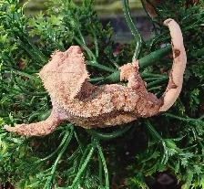 baby crested geckos
