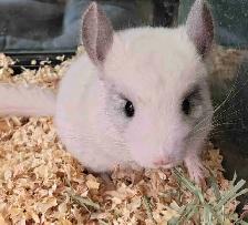 baby chinchillas