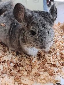 baby chinchillas - Photo 2