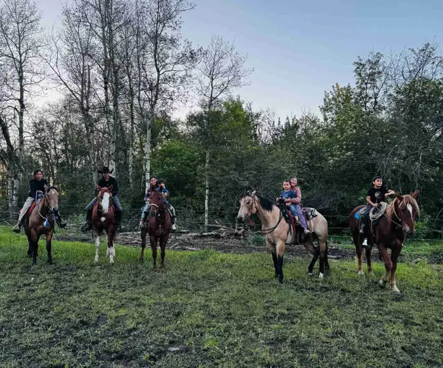 Horse Training - NOW TAKING NEW CLIENTS
