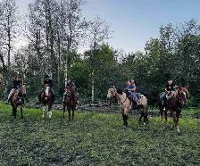 Horse Training - NOW TAKING NEW CLIENTS