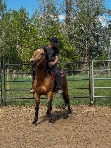 Horse Training - NOW TAKING NEW CLIENTS - Photo 3