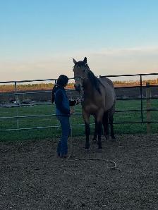 Horse Training - NOW TAKING NEW CLIENTS - Photo 5