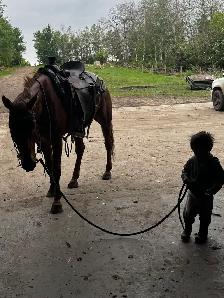 Horse Training - NOW TAKING NEW CLIENTS - Photo 6