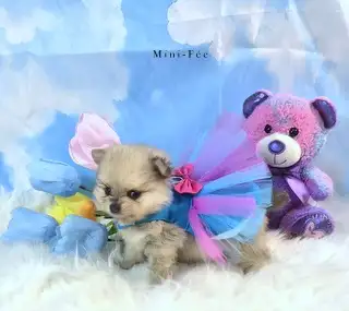 PomeranienS  (3)  males    (3) femelles  2 portés différentes
