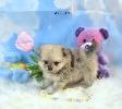 PomeranienS  (3)  males    (3) femelles  2 portés différentes - Photo 2