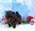 PomeranienS  (3)  males    (3) femelles  2 portés différentes - Photo 10