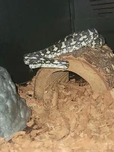 Carpet python for trade