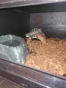 Carpet python for trade - Photo 2